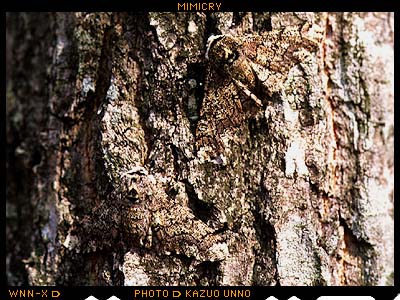 トビモンオオエダシャク（日本）