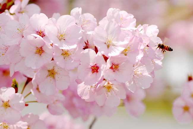 サクラとミツバチ