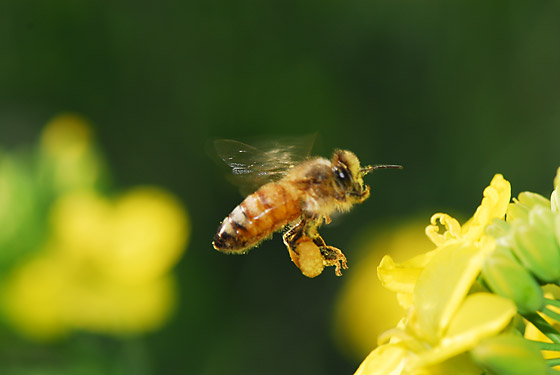 ナノハナとミツバチ