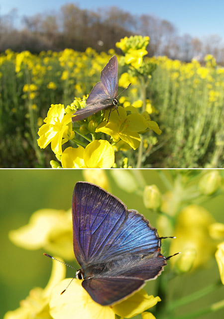 トラフシジミのテリトリー