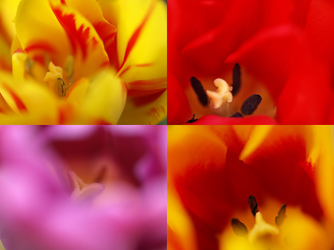 庭のチューリップ