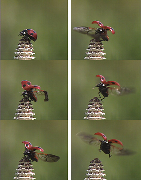 ハイスピードカメラでとらえたナナホシテントウ