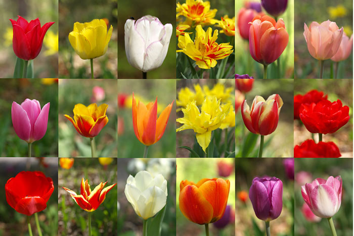 今日のチューリップ