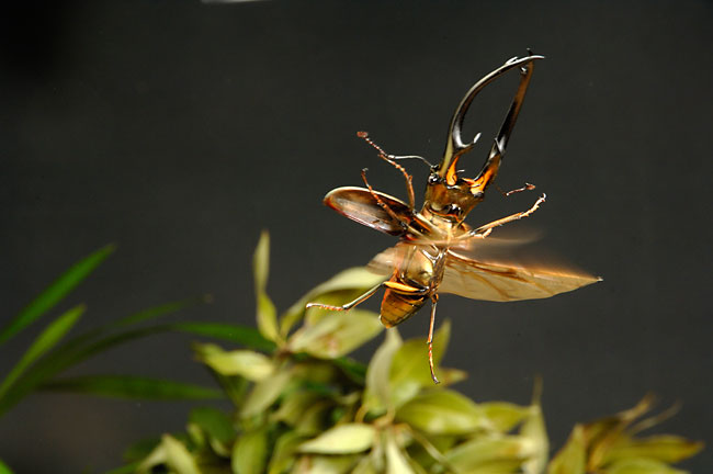 クワガタムシの飛翔