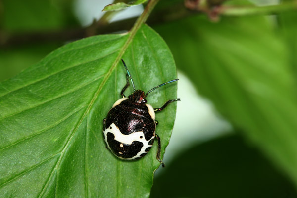 アカスジキンカメムシの終齢幼虫