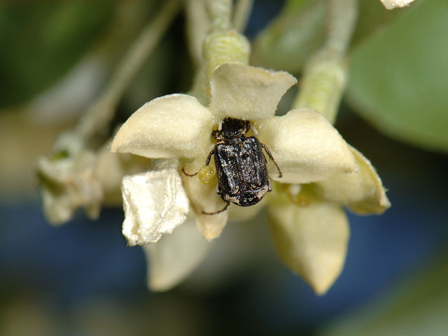 グミの花に来たヒラタハナムグリ
