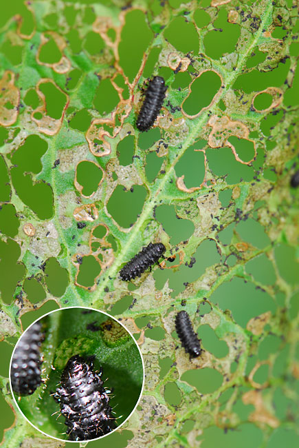 コガタルリハムシの幼虫