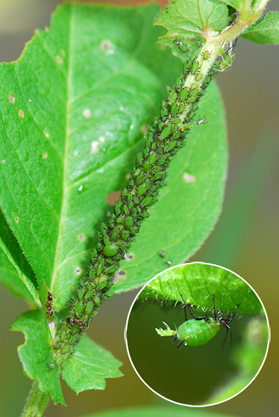 アブラムシの群