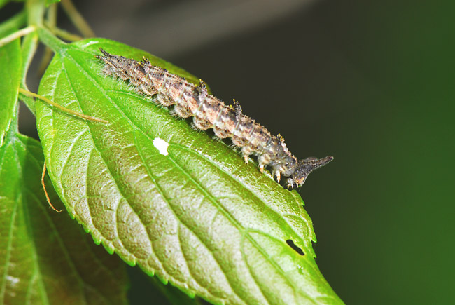 オオムラサキの幼虫はまだ茶色