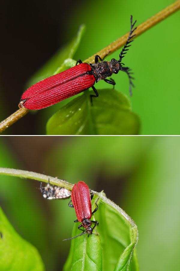 ニホンベニコメツキ