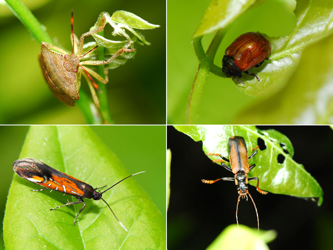 フジにいた虫（カノコマルハキバガなど