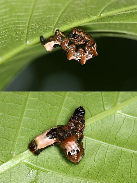 オカモトトゲエダシャクの幼虫