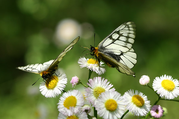 ウスバシロチョウ