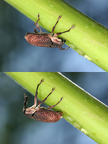 ホオジロアシナガゾウムシの産卵
