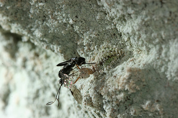 コマダラウスバカゲロウの幼虫
