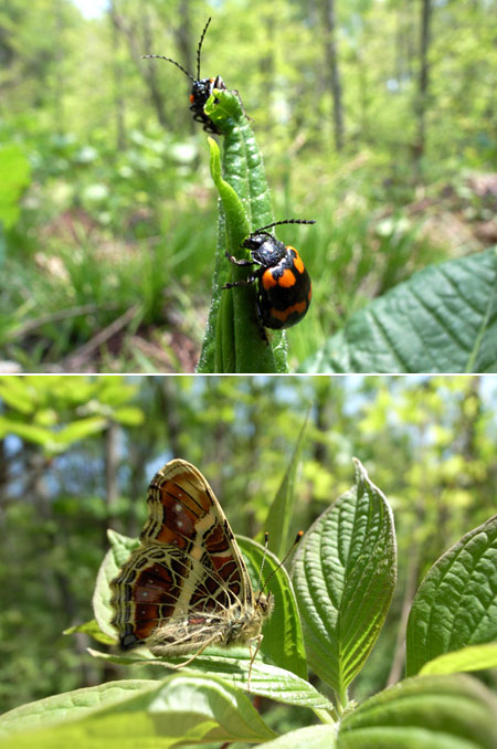 サカハチチョウ