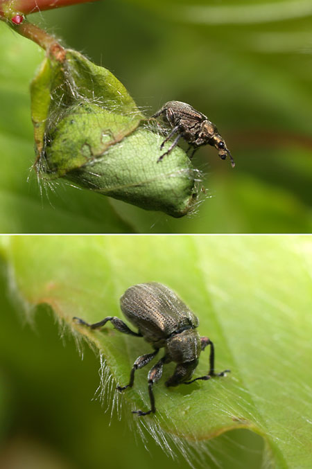 ビロードアシナガオトシブミ