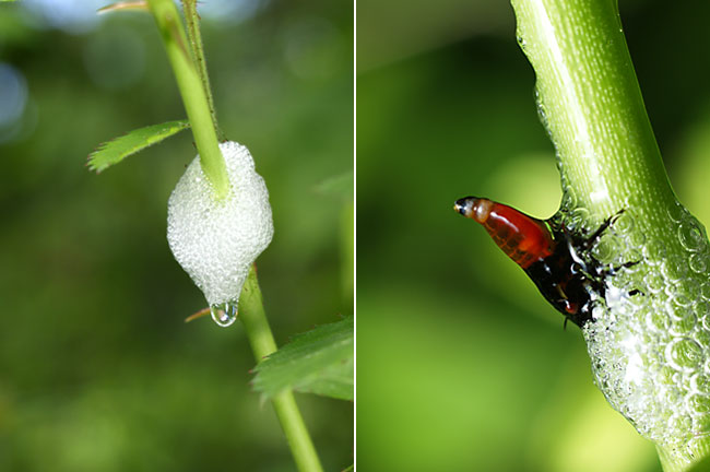 シロオビアワフキの泡の巣