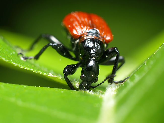 葉を切るオトシブミ