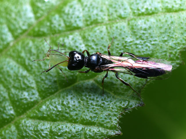 アブラムシを狩るハチ
