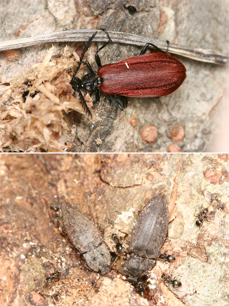 ヤナギの樹液にいたサビキコリとアカハネムシ