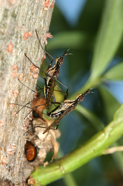 アシナガヤセバエの交尾