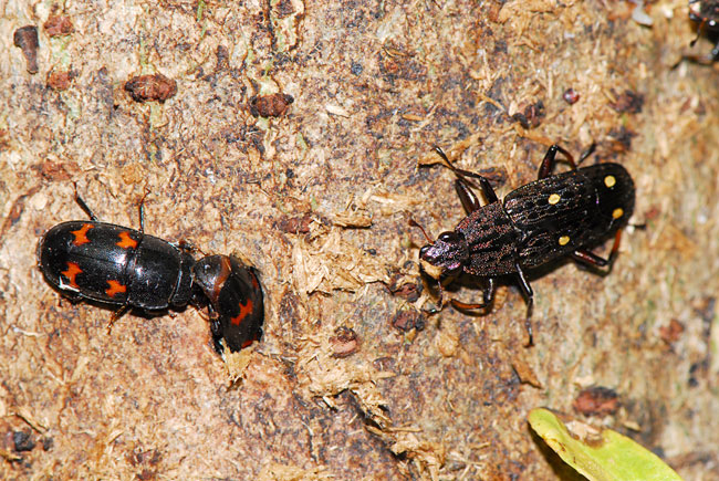 ケシキスイとオオキスイ