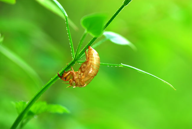 エゾハルゼミの抜け殻