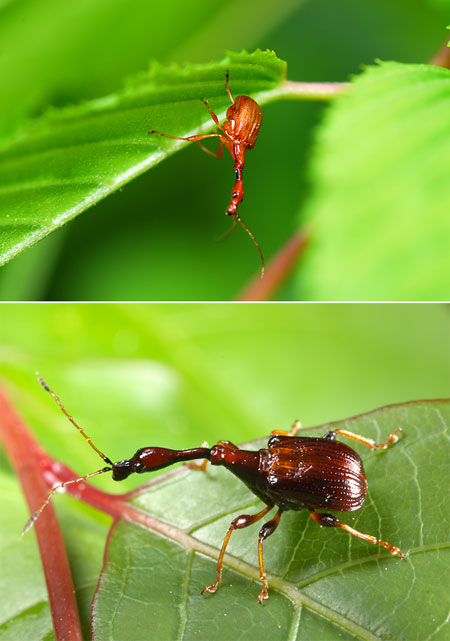 ヒゲナガオトシブミ