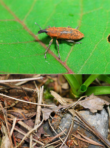 カツオゾウムシ、さわったら