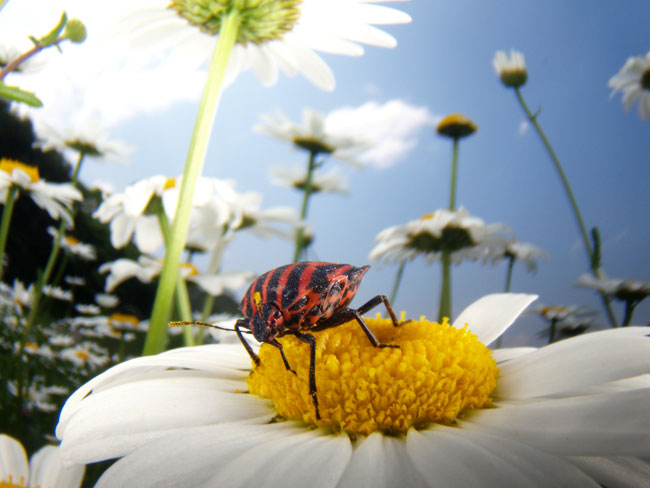 アカスジカメムシ