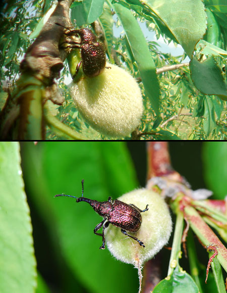 モモチョッキリ