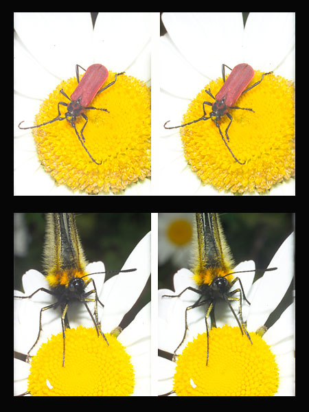 フランスギクの虫