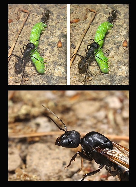 クロオオアリの新女王