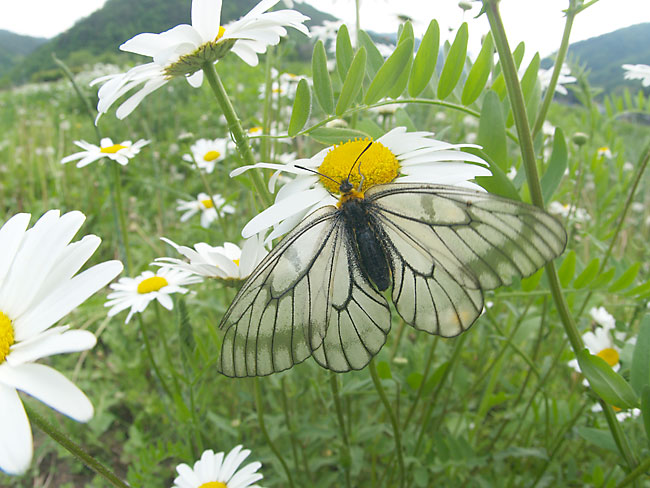 ウスバシロチョウ