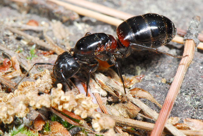 ムネアカオオアリの女王