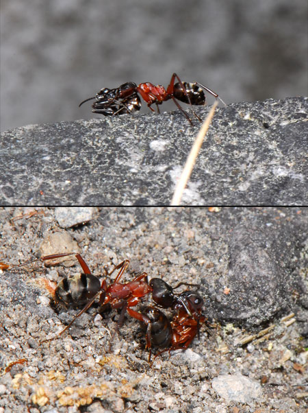 アリがアリを運ぶ方法