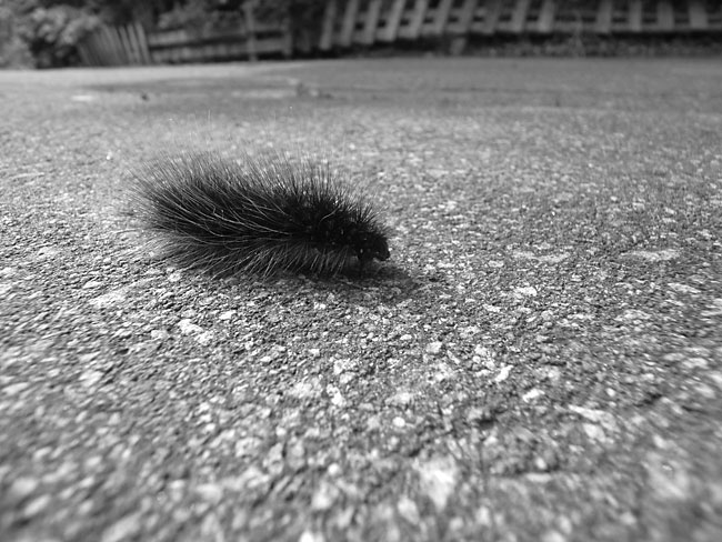 道路を横切るケムシ君