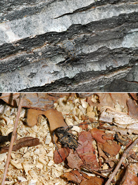 ゴマフカミキリ、触ったら