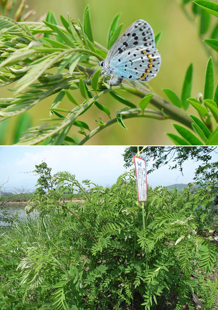 オオルリシジミの産卵