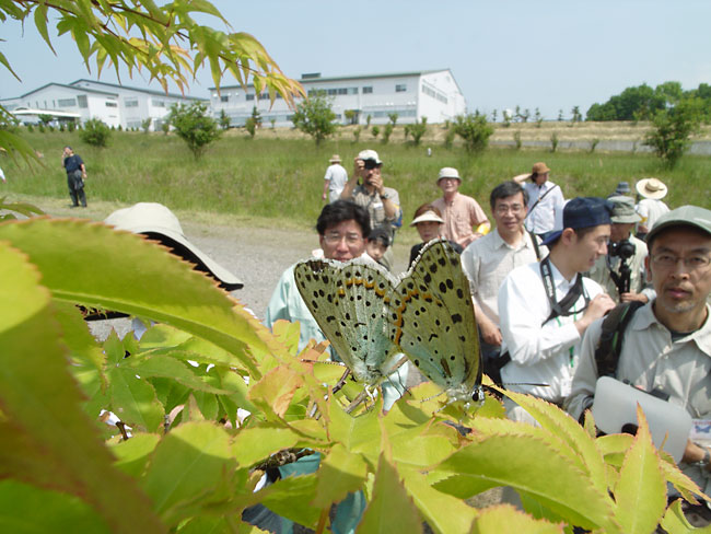 オオルリシジミの観察会