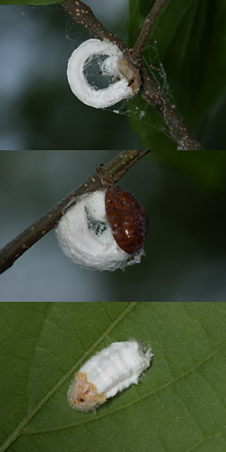 ヒモワタカイガラムシ