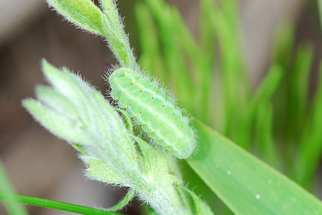 ベニモンマダラの幼虫