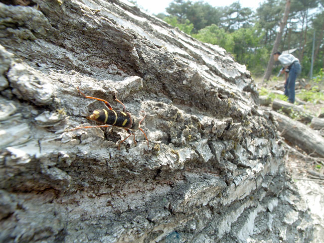 クリストフコトラカミキリ