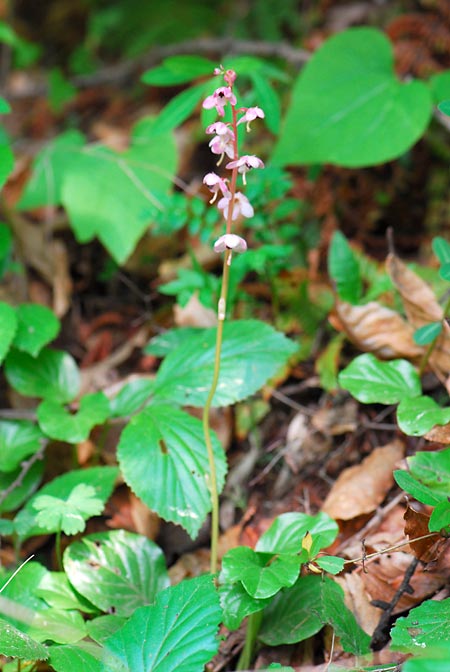 ベニバナイチヤクソウ