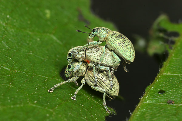 コフキゾウムシ