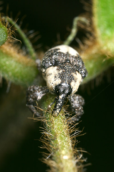 オジロアシナガゾウムシ