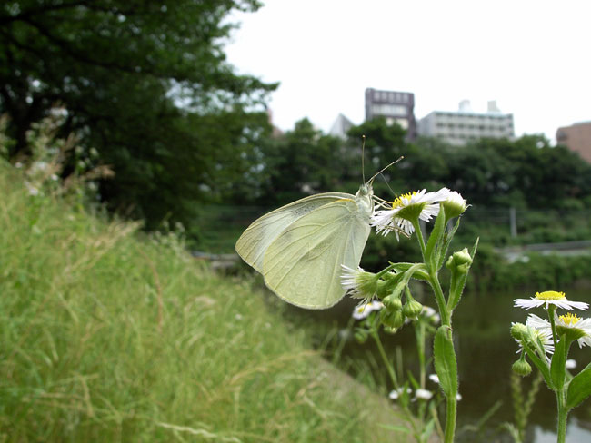 都心のモンシロチョウ