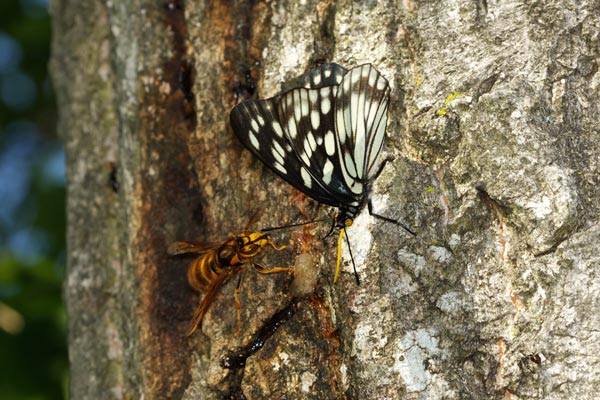 ゴマダラチョウ