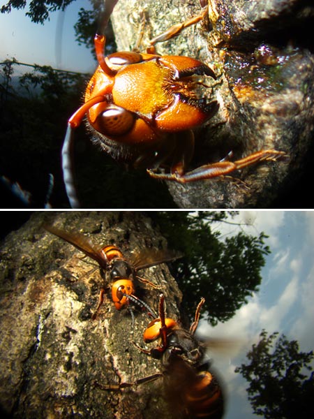 オオスズメバチ